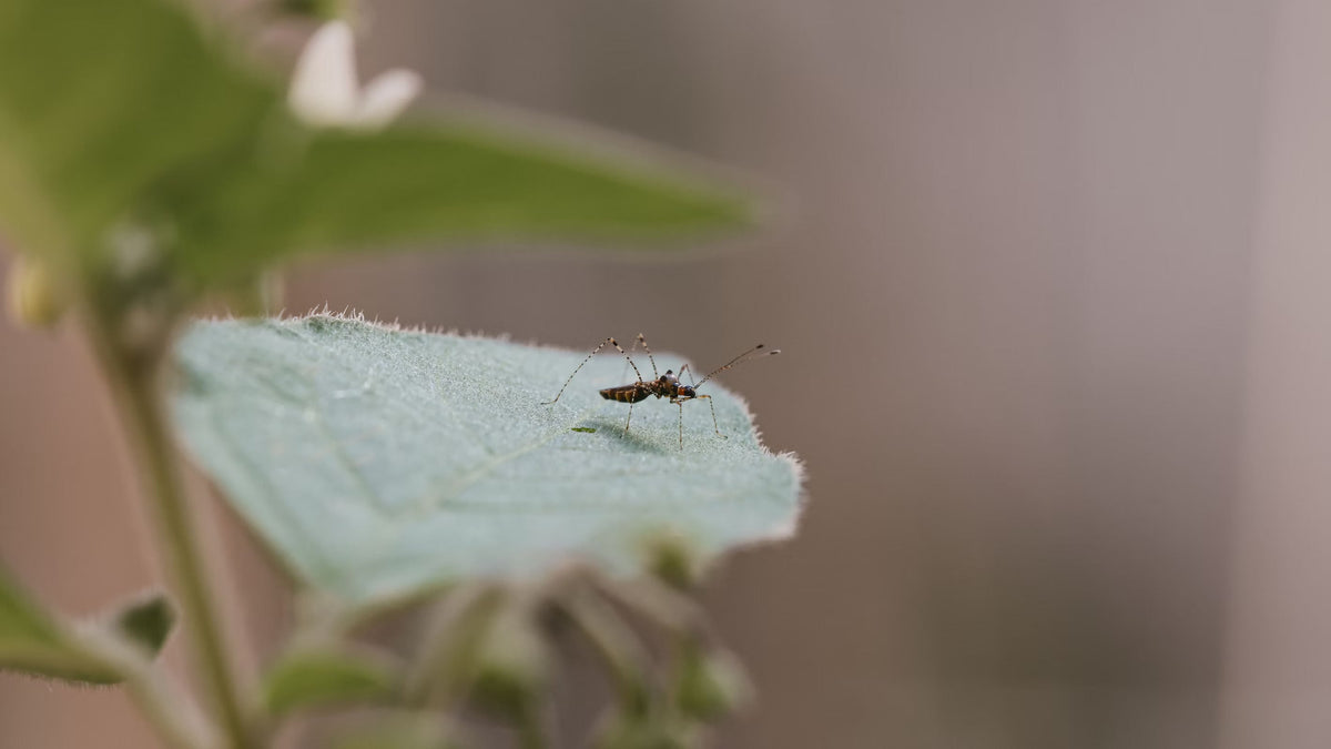 All You Need To Know About Bug Bites