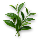 L-Theanine