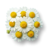 Chamomile