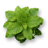 Lemon balm